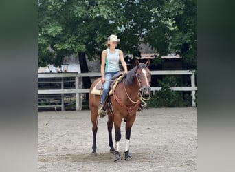 American Quarter Horse, Wallach, 9 Jahre, Brauner