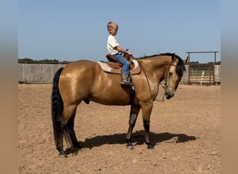 American Quarter Horse, Wallach, 9 Jahre, Buckskin