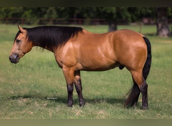 American Quarter Horse, Wallach, 9 Jahre, Buckskin