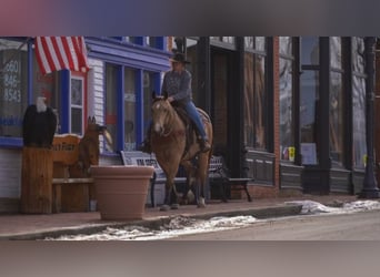 American Quarter Horse, Wallach, 9 Jahre, Buckskin