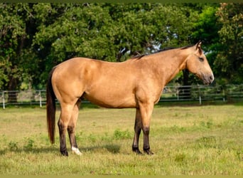 American Quarter Horse, Wallach, 9 Jahre, Buckskin