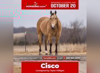American Quarter Horse, Wallach, 9 Jahre, Buckskin