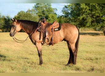 American Quarter Horse, Wallach, 9 Jahre, Buckskin