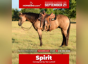 American Quarter Horse, Wallach, 9 Jahre, Buckskin