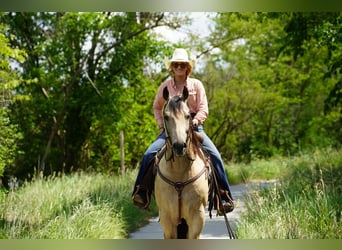American Quarter Horse, Wallach, 9 Jahre, Buckskin