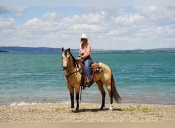 American Quarter Horse, Wallach, 9 Jahre, Buckskin