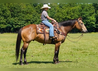 American Quarter Horse, Wallach, 9 Jahre, Buckskin