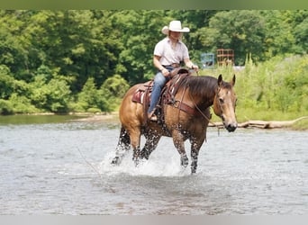 American Quarter Horse, Wallach, 9 Jahre, Buckskin