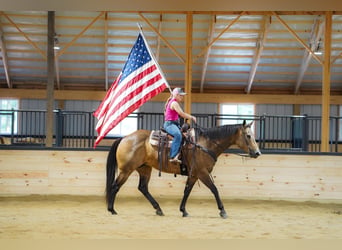 American Quarter Horse, Wallach, 9 Jahre, Buckskin