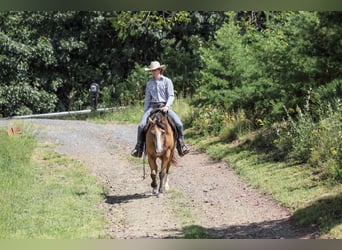 American Quarter Horse, Wallach, 9 Jahre, Buckskin