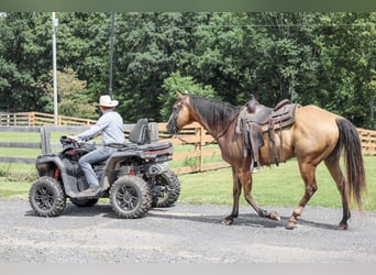 American Quarter Horse, Wallach, 9 Jahre, Buckskin