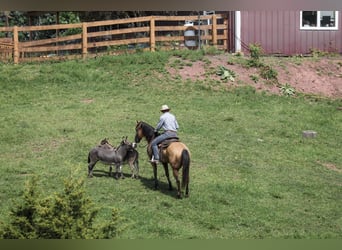 American Quarter Horse, Wallach, 9 Jahre, Buckskin
