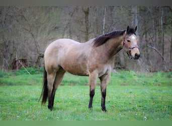American Quarter Horse, Wallach, 9 Jahre, Buckskin