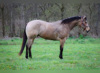 American Quarter Horse, Wallach, 9 Jahre, Buckskin