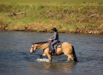 American Quarter Horse, Wallach, 9 Jahre, Buckskin