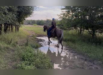 American Quarter Horse, Wallach, 9 Jahre, Dunalino