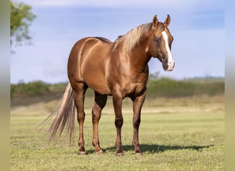 American Quarter Horse, Wallach, 9 Jahre, Dunalino