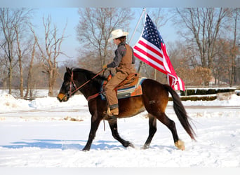 American Quarter Horse, Wallach, 9 Jahre, Dunkelbrauner