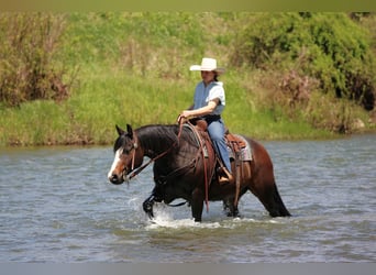 American Quarter Horse, Wallach, 9 Jahre, Dunkelbrauner