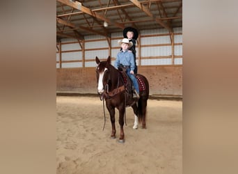 American Quarter Horse Mix, Wallach, 9 Jahre, Dunkelfuchs