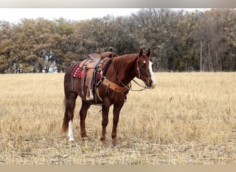 American Quarter Horse Mix, Wallach, 9 Jahre, Dunkelfuchs