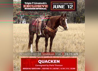 American Quarter Horse Mix, Wallach, 9 Jahre, Dunkelfuchs