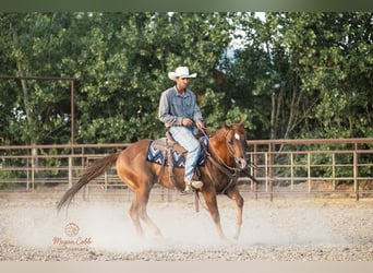 American Quarter Horse, Wallach, 9 Jahre, Dunkelfuchs
