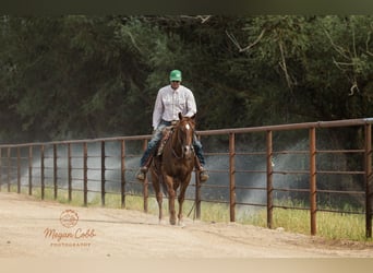 American Quarter Horse, Wallach, 9 Jahre, Dunkelfuchs