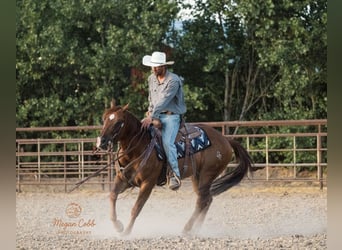 American Quarter Horse, Wallach, 9 Jahre, Dunkelfuchs