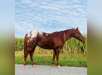 American Quarter Horse, Wallach, 9 Jahre, Dunkelfuchs