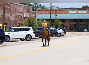 American Quarter Horse, Wallach, 9 Jahre, Falbe