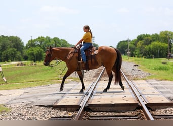American Quarter Horse, Wallach, 9 Jahre, Falbe