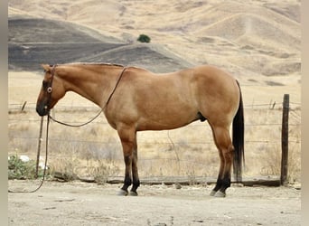 American Quarter Horse, Wallach, 9 Jahre, Falbe