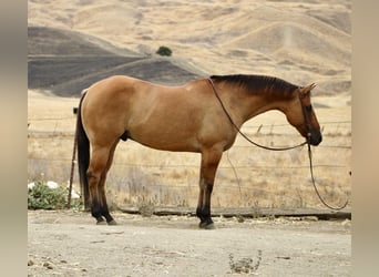 American Quarter Horse, Wallach, 9 Jahre, Falbe