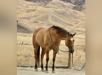 American Quarter Horse, Wallach, 9 Jahre, Falbe