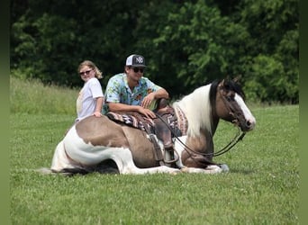 American Quarter Horse, Wallach, 9 Jahre, Grullo