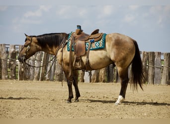 American Quarter Horse, Wallach, 9 Jahre, Grullo