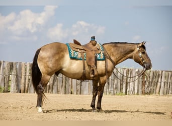 American Quarter Horse, Wallach, 9 Jahre, Grullo