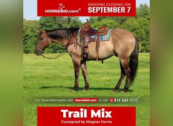 American Quarter Horse, Wallach, 9 Jahre, Grullo