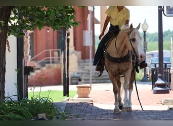 American Quarter Horse, Wallach, 9 Jahre, Palomino