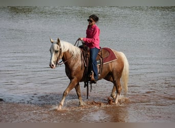 American Quarter Horse, Wallach, 9 Jahre, Palomino
