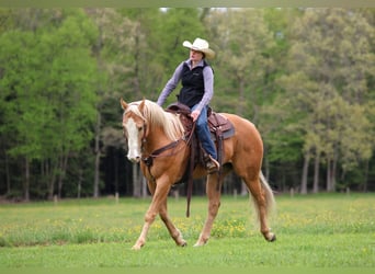 American Quarter Horse, Wallach, 9 Jahre, Palomino
