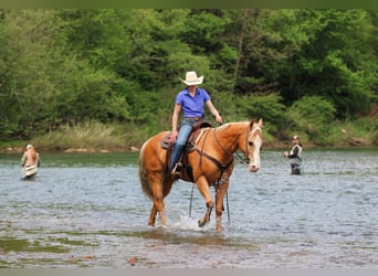 American Quarter Horse, Wallach, 9 Jahre, Palomino