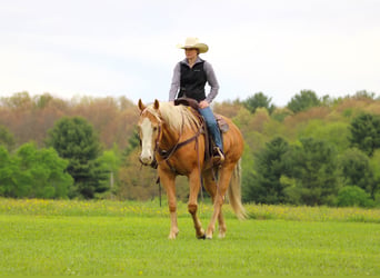 American Quarter Horse, Wallach, 9 Jahre, Palomino