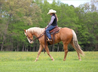 American Quarter Horse, Wallach, 9 Jahre, Palomino