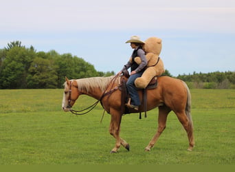 American Quarter Horse, Wallach, 9 Jahre, Palomino