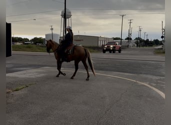 American Quarter Horse, Wallach, 9 Jahre, Palomino