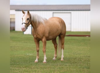 American Quarter Horse, Wallach, 9 Jahre, Palomino