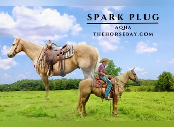 American Quarter Horse, Wallach, 9 Jahre, Palomino