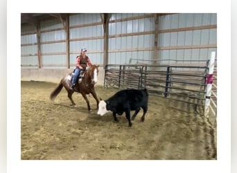 American Quarter Horse, Wallach, 9 Jahre, Rabicano